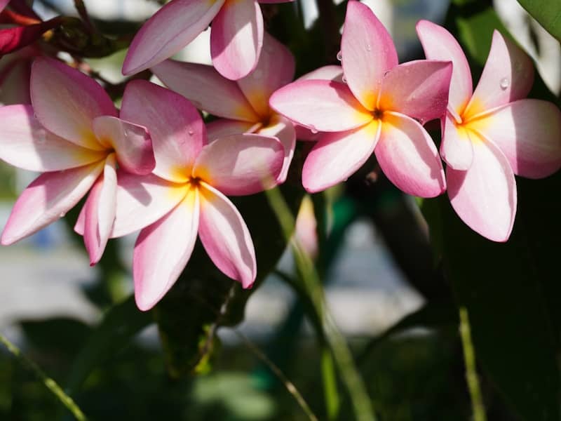 Pink and yellow plumeria flowers blooming with green leaves.