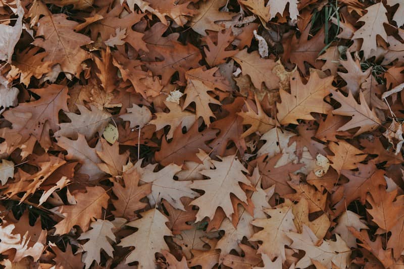 A dense layer of fallen brown oak leaves covering the ground in autumn