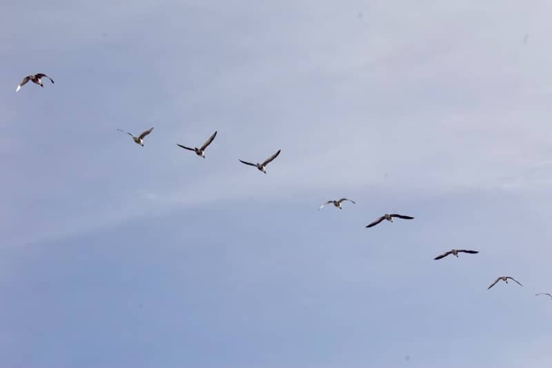 a flock of birds flying through a blue sky