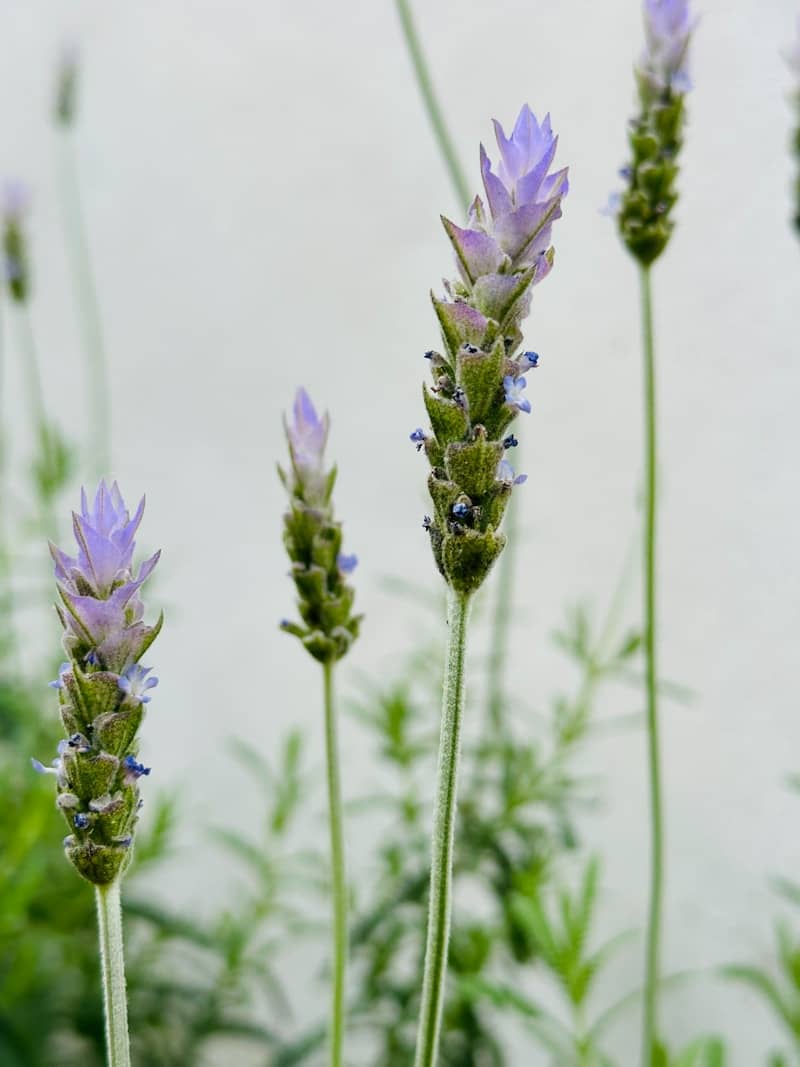 A close up of a bunch of purple flowers