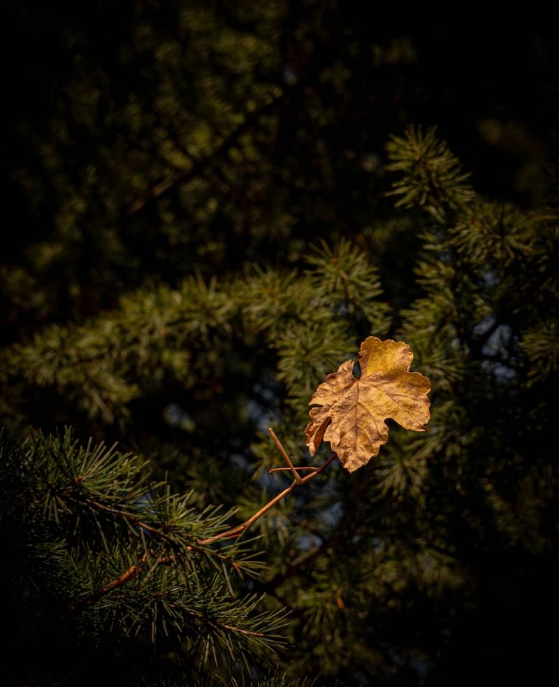 MinistryMultiply rebrands as Missionpath.co