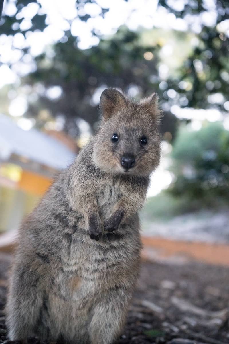 selective focus photography of gray Quokka