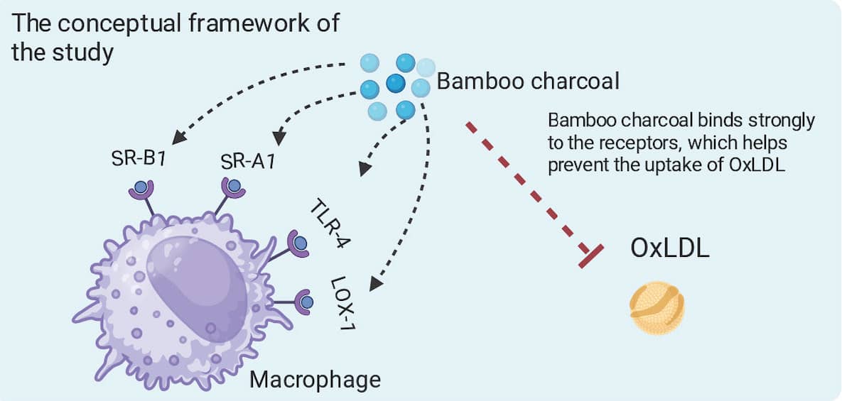 Le Moso 3000 protège aussi votre cœur et vos artères selon une étude majeure montrant sa capacité à gérer les cellules mousse 