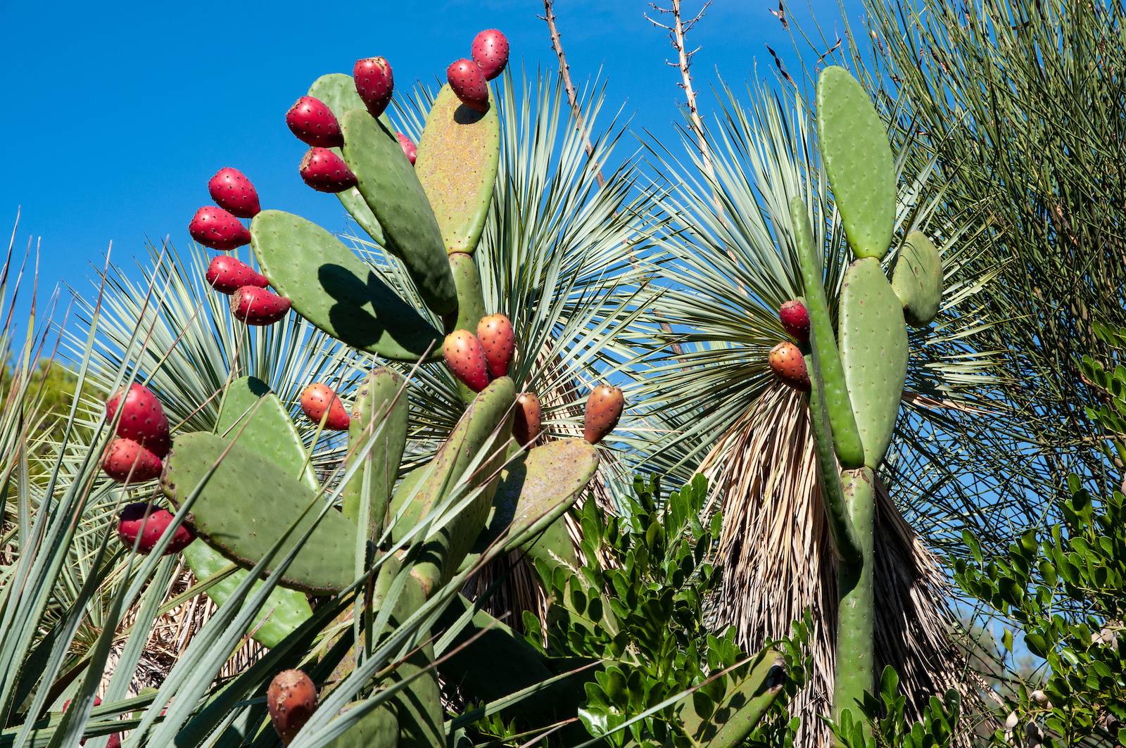 Prodigieuse et délicate, elle comble tant les femmes que les hommes aussi s'intéressent à elle