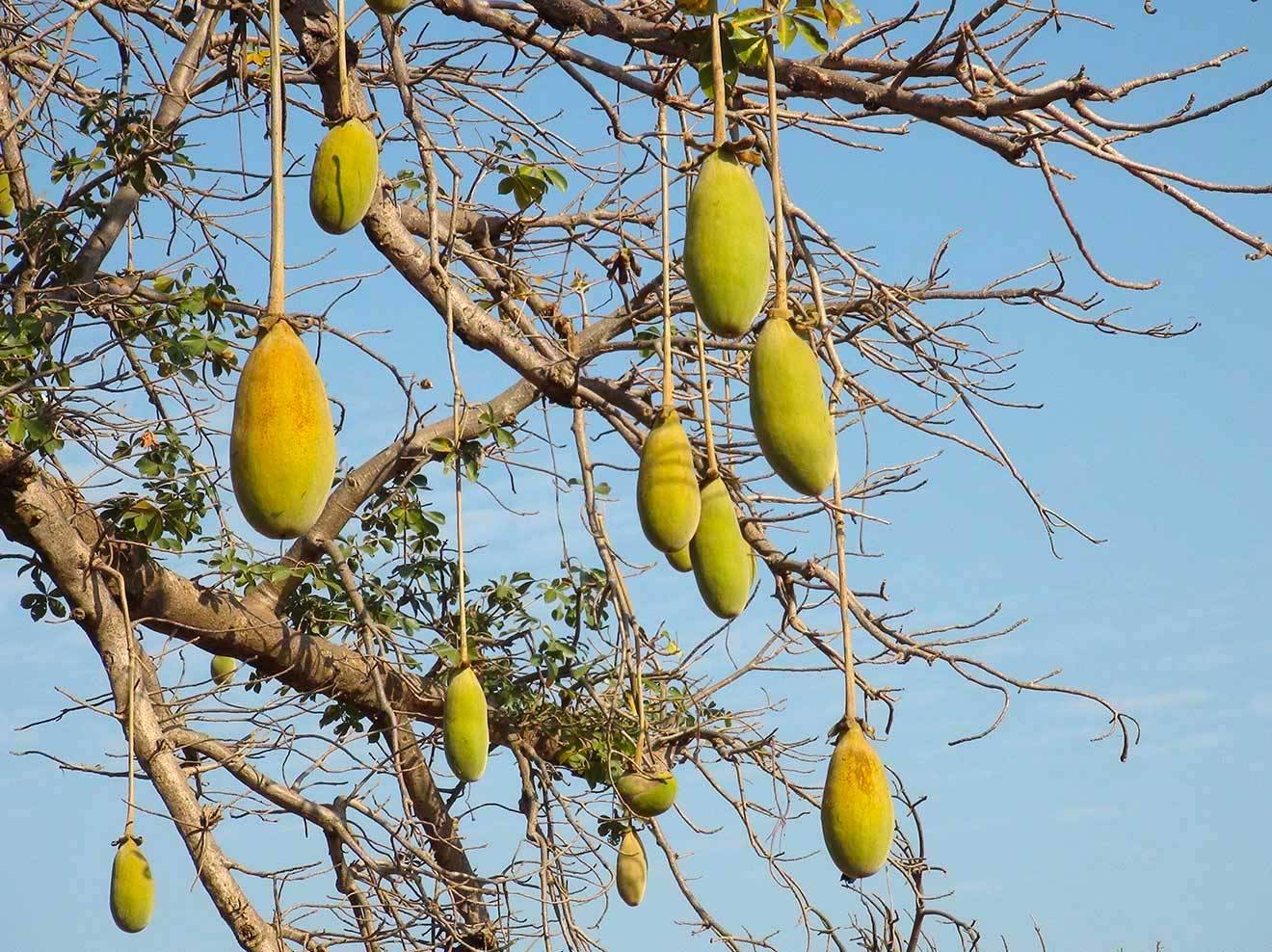 L'arbre de vie vous offre ses fruits