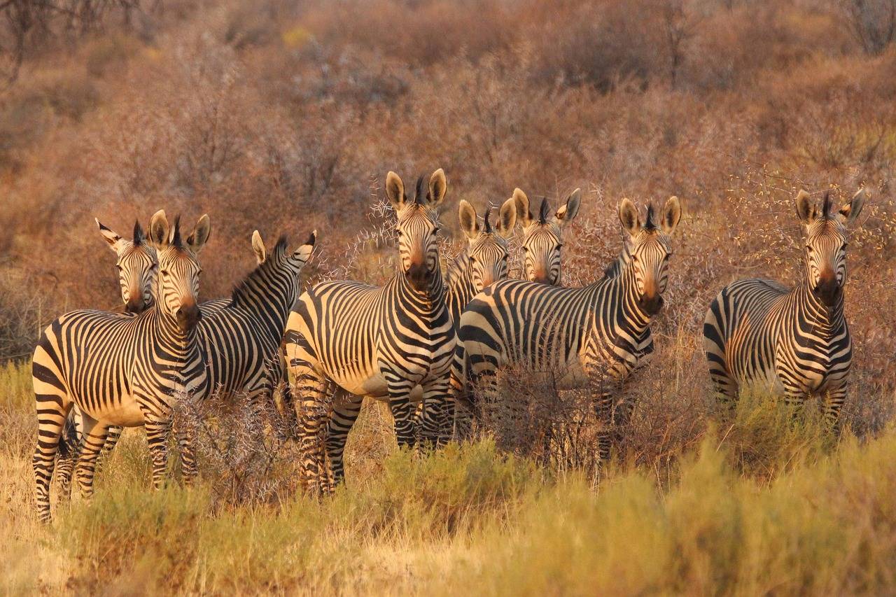 budget camping safari Tanzania