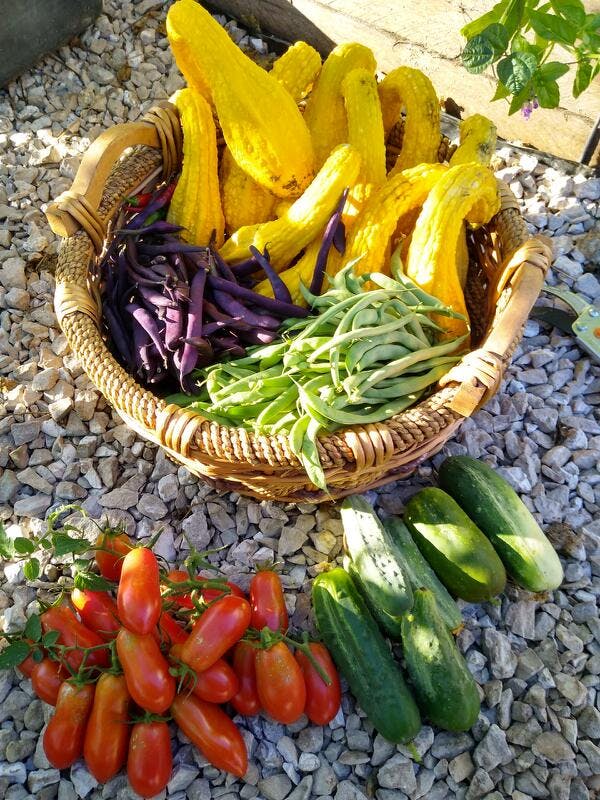 homegrown basket of veggies