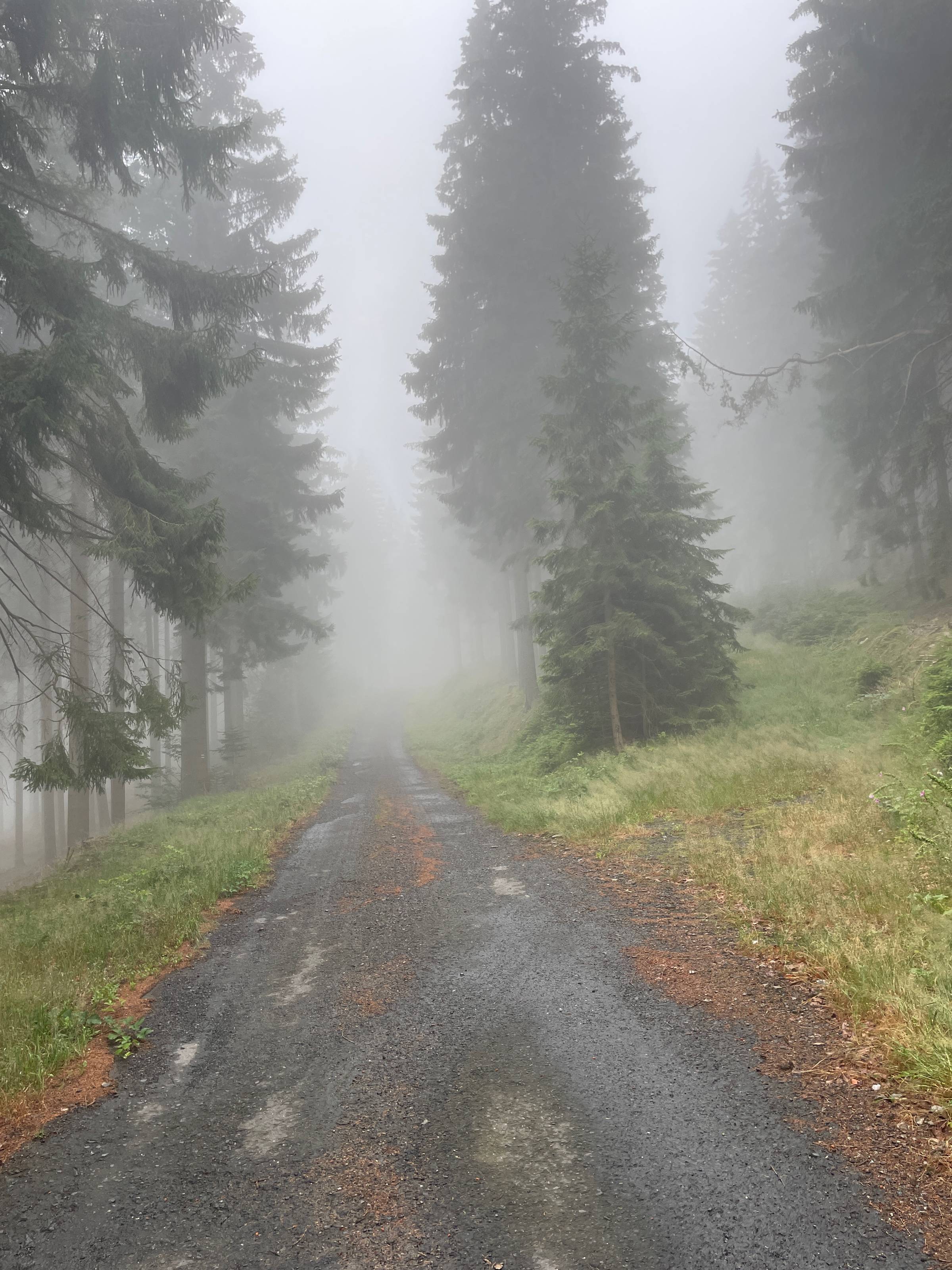 Morning mist in the forest