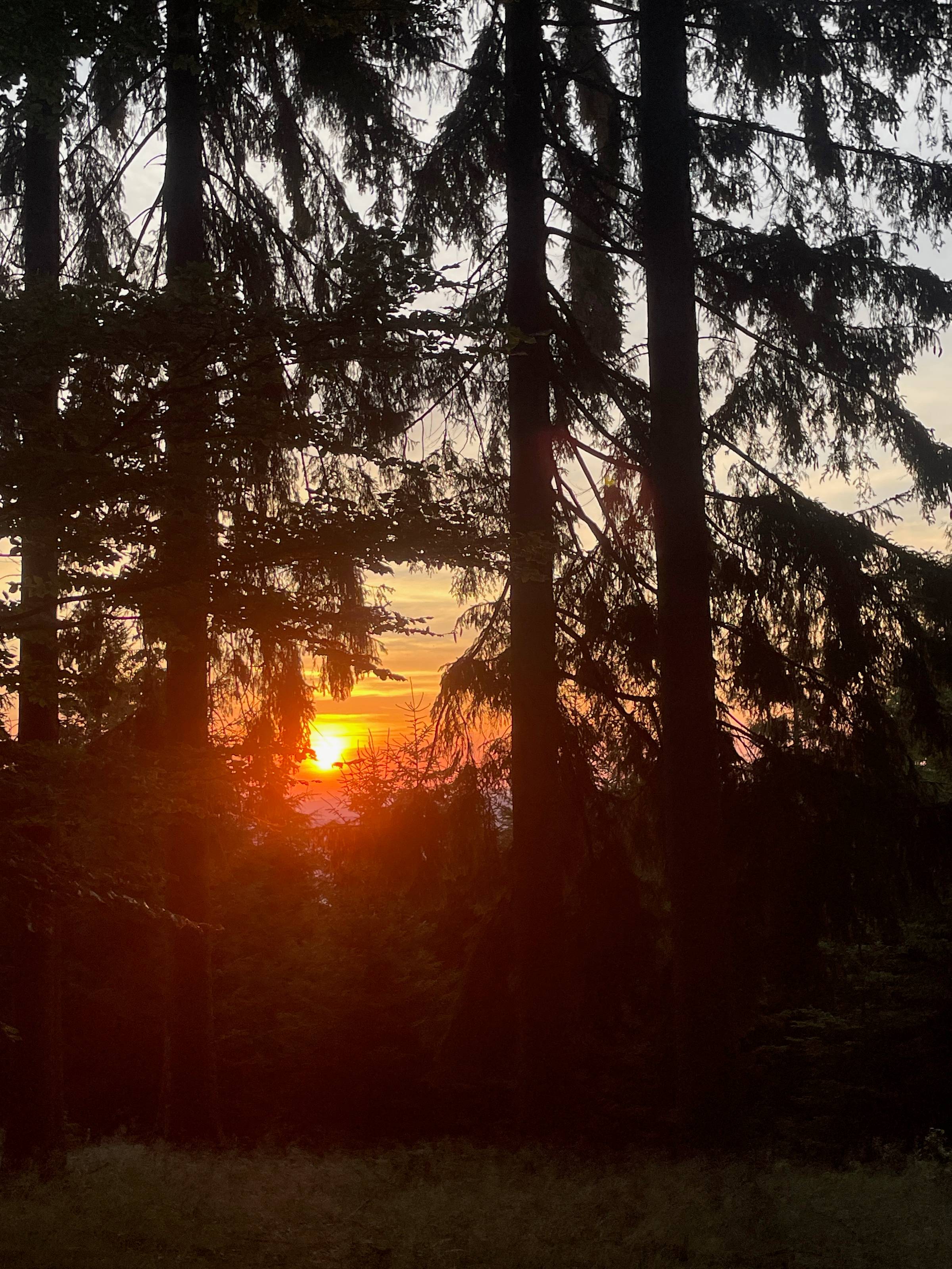 Sunset at the Forest Circadian Retreat