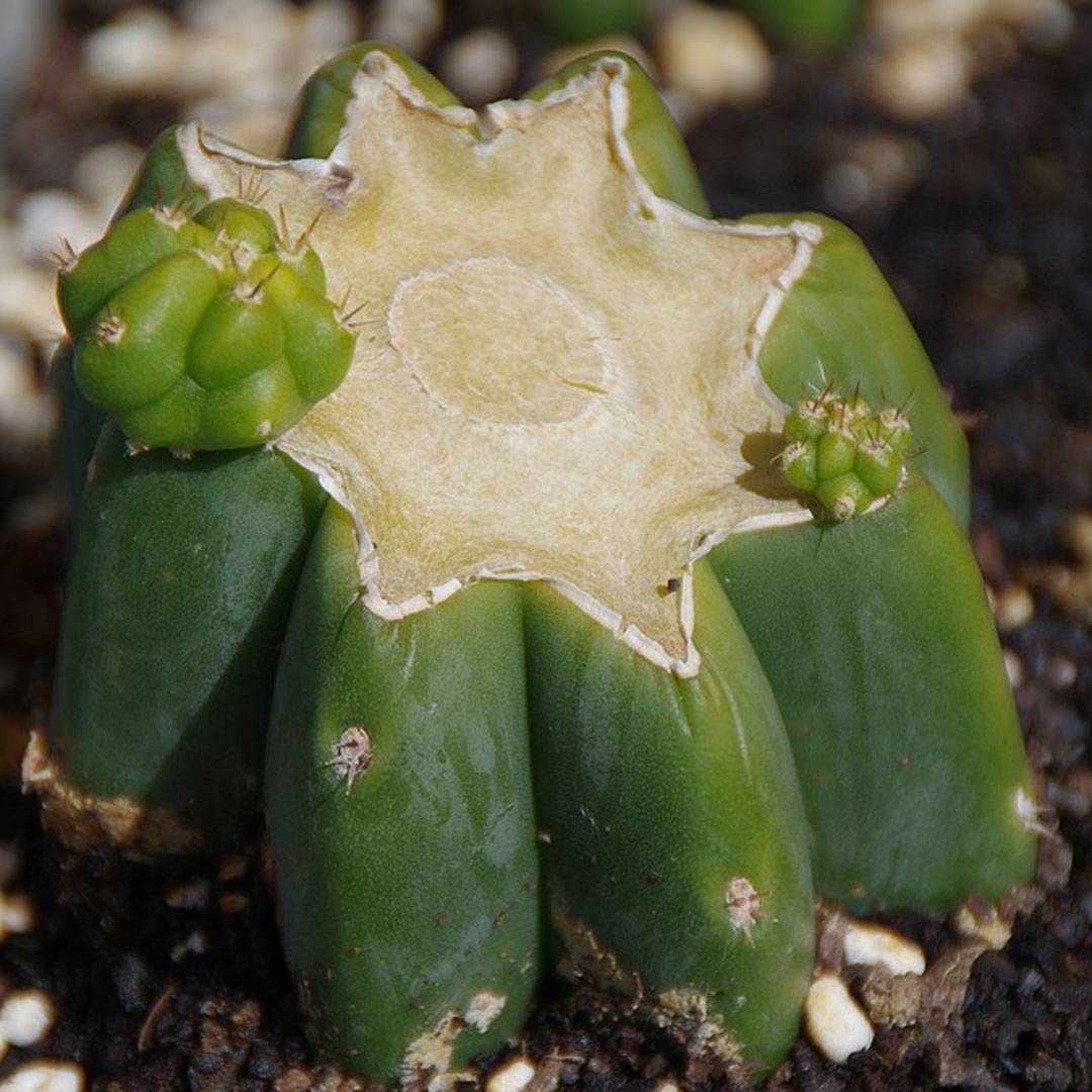 the meaning of the cactus