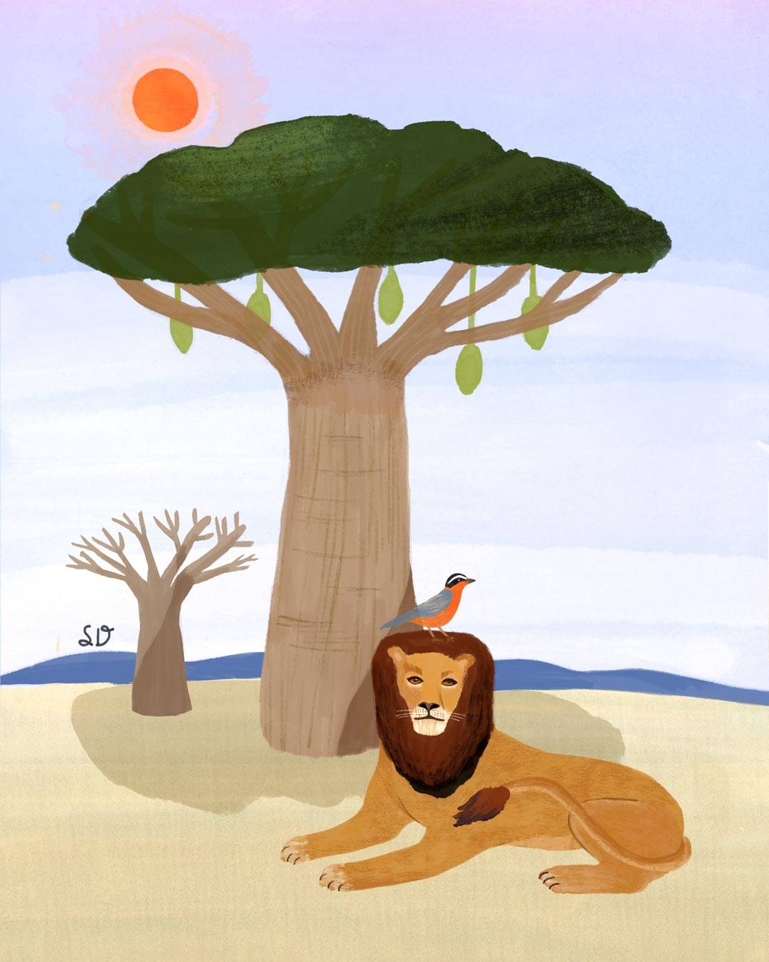Lion roaring in front of baobab tree