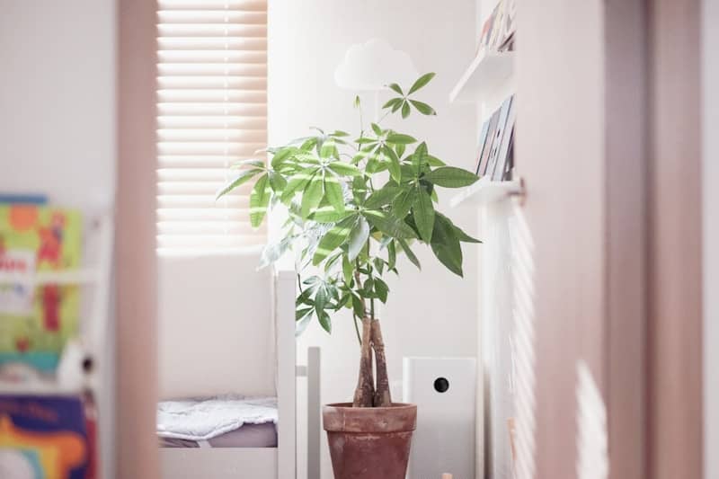 A potted plant sits near a window with blinds.