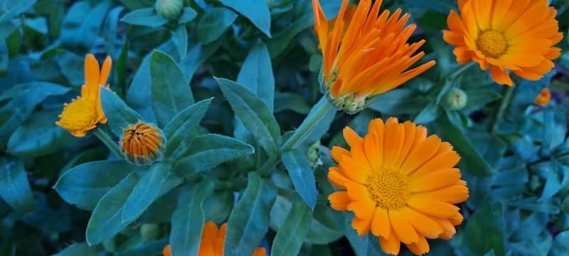 Orange calendula flowers bloom among green leaves.
