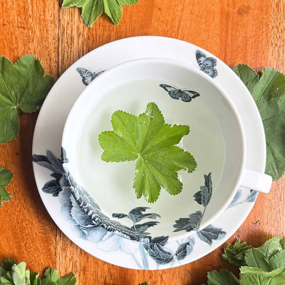 Herbal leaf in the cup for a spring time herbal tea.