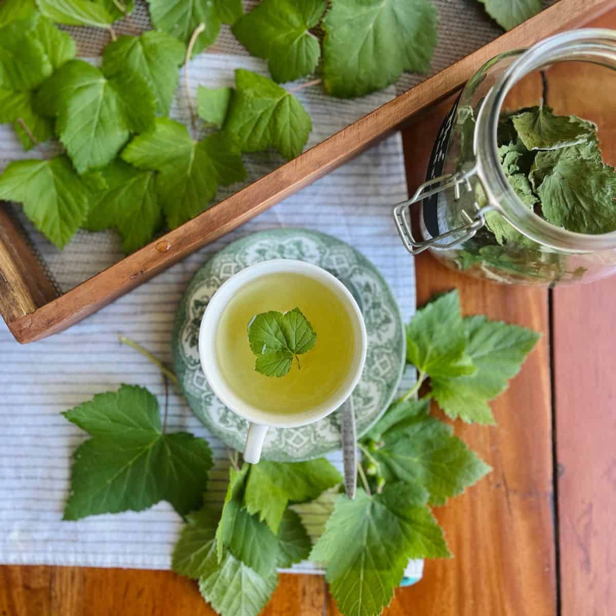 A blackcurrant leaf tea