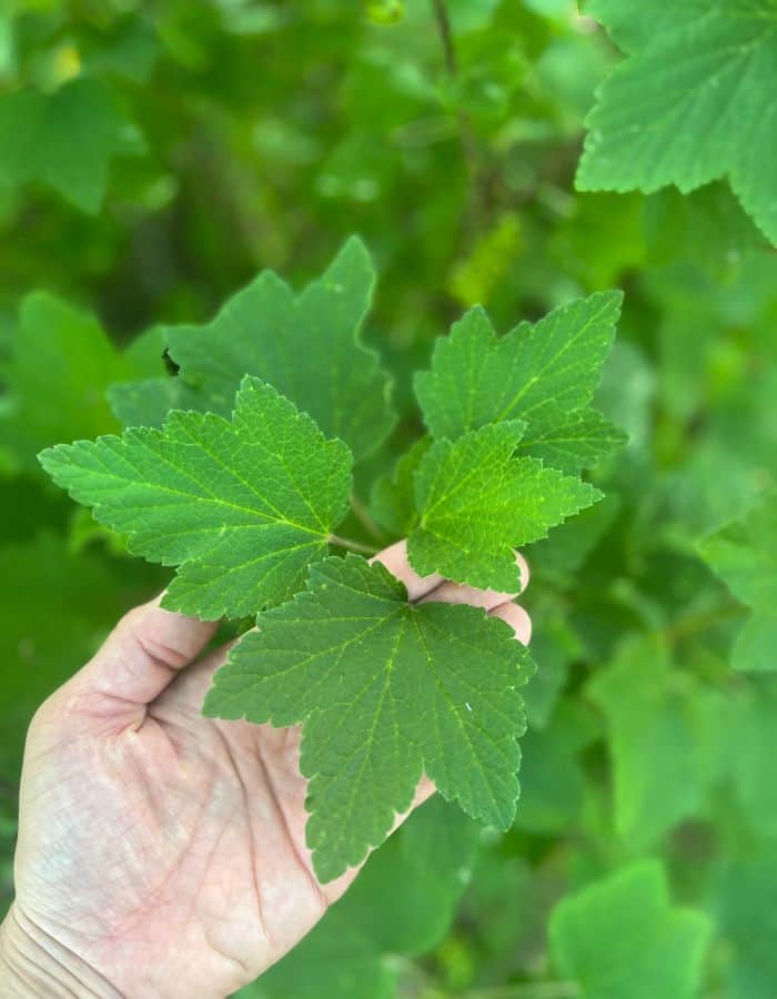 A woman holing a branch of blackcurrant leaves in her hand to collect the leaves for tea.