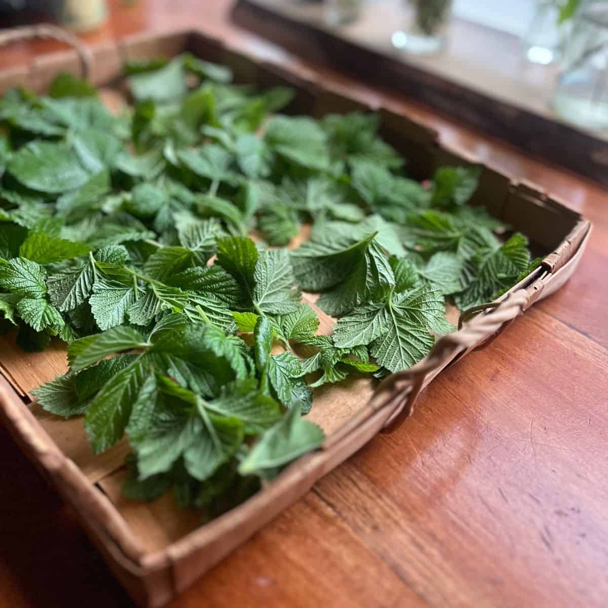 A basket of raspberry leaves drying on a wicker tray.
