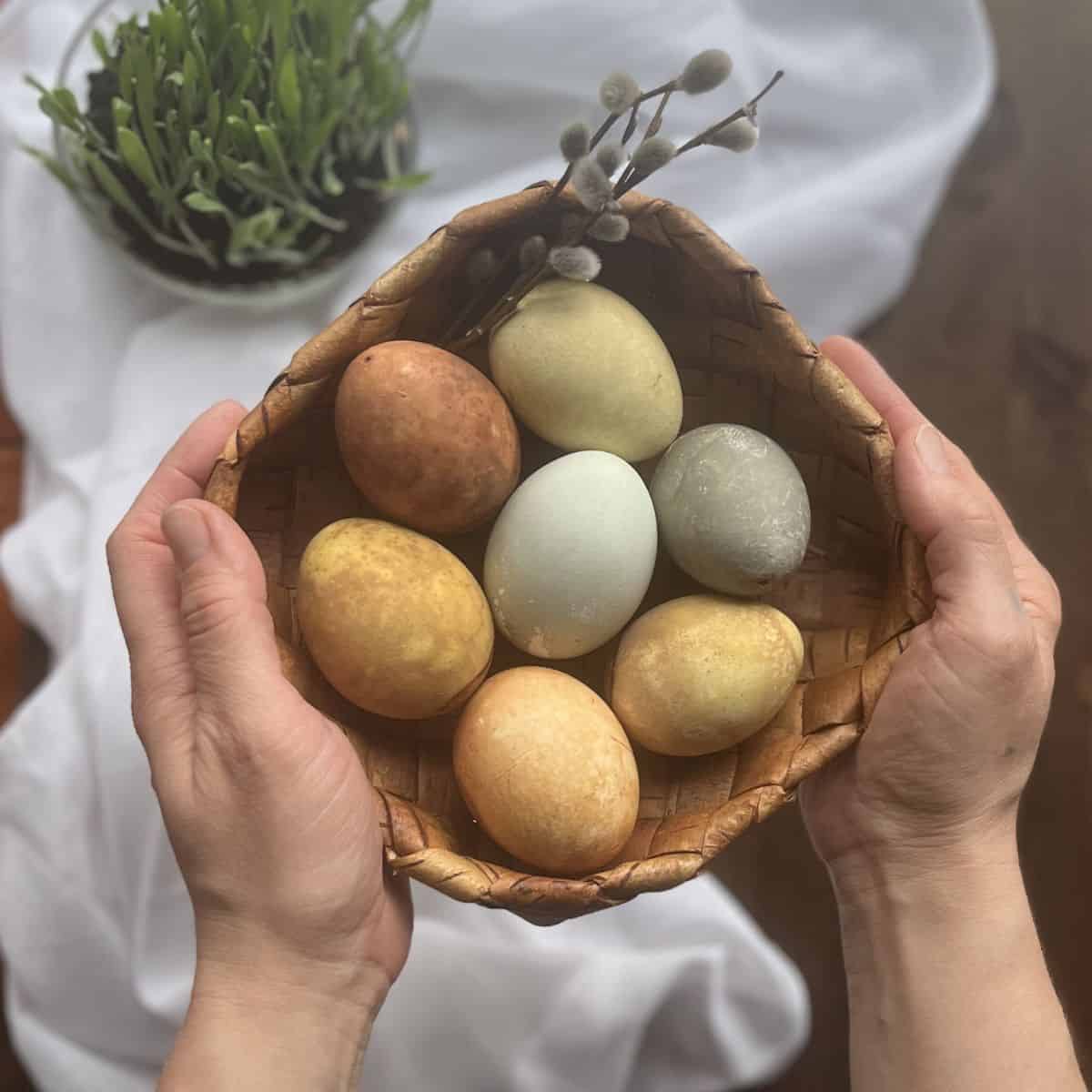 A woman holding a basekd wof naturally dyed Easter eggs that are colored with tea.