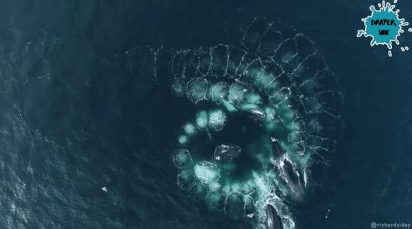 image of actual humpback whales performing a bubble net