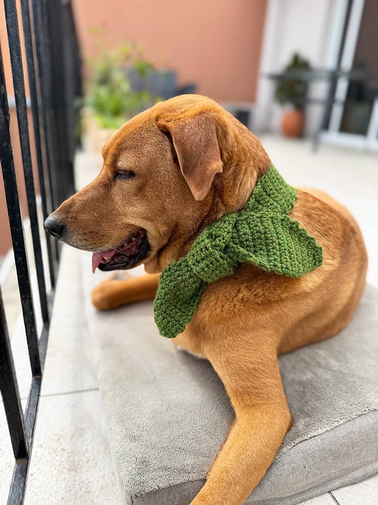 Jason wearing a crochet dog scarf