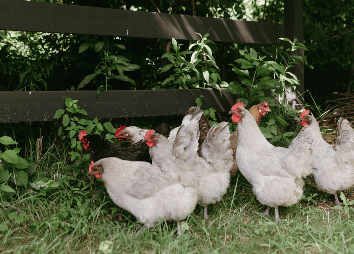 The hens along the fence