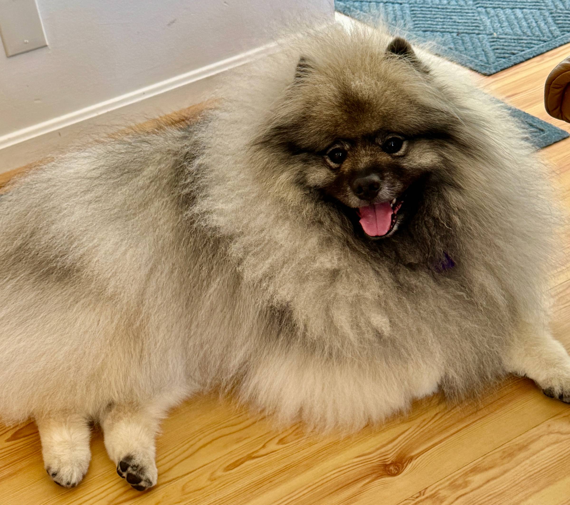 Yogi Bear, a fluffy gray dog, lying calmly on the floor and smiling at the camera.