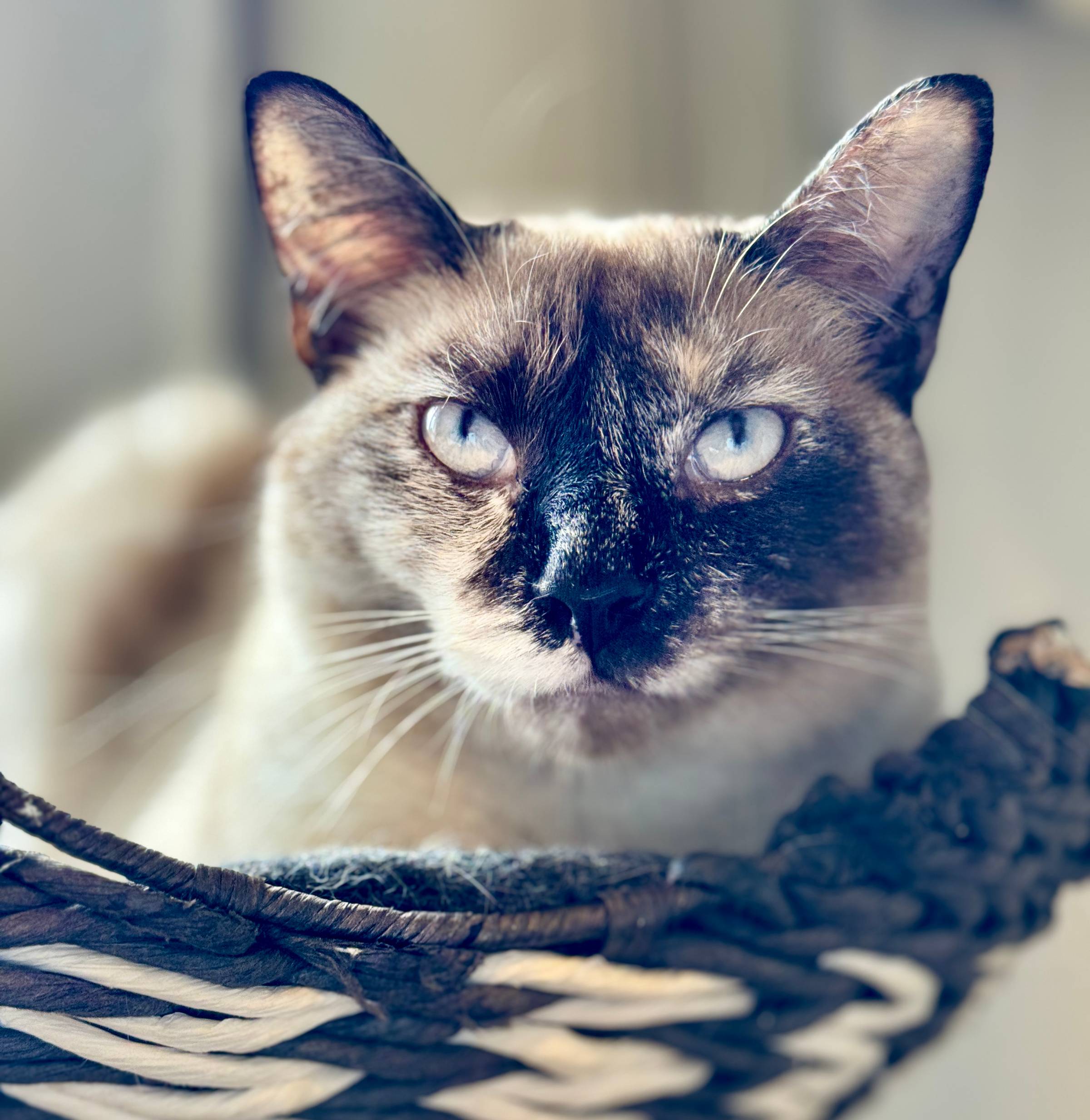 Minnie the Siamese