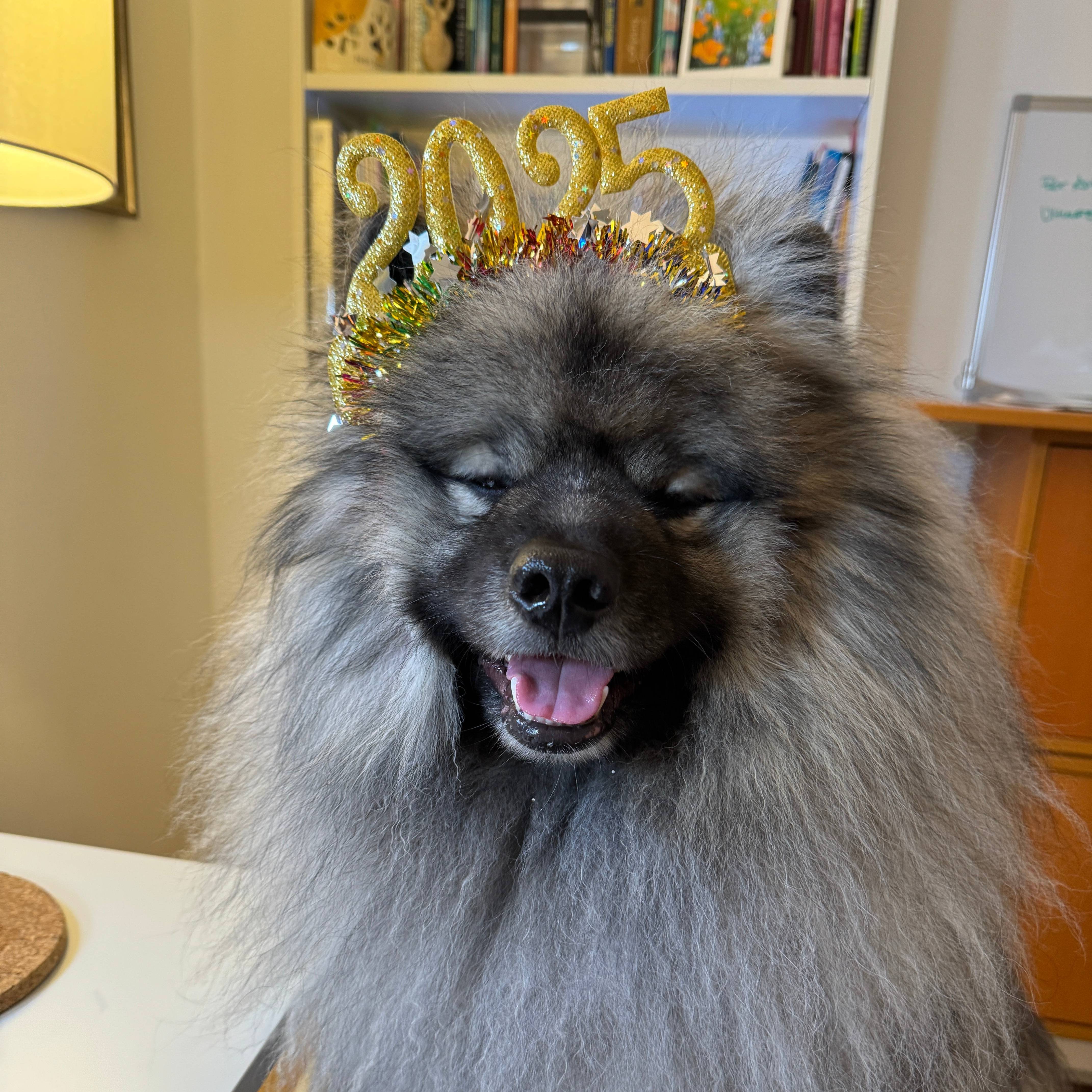 Keeshond Yogi Bear wearing 2025 headband