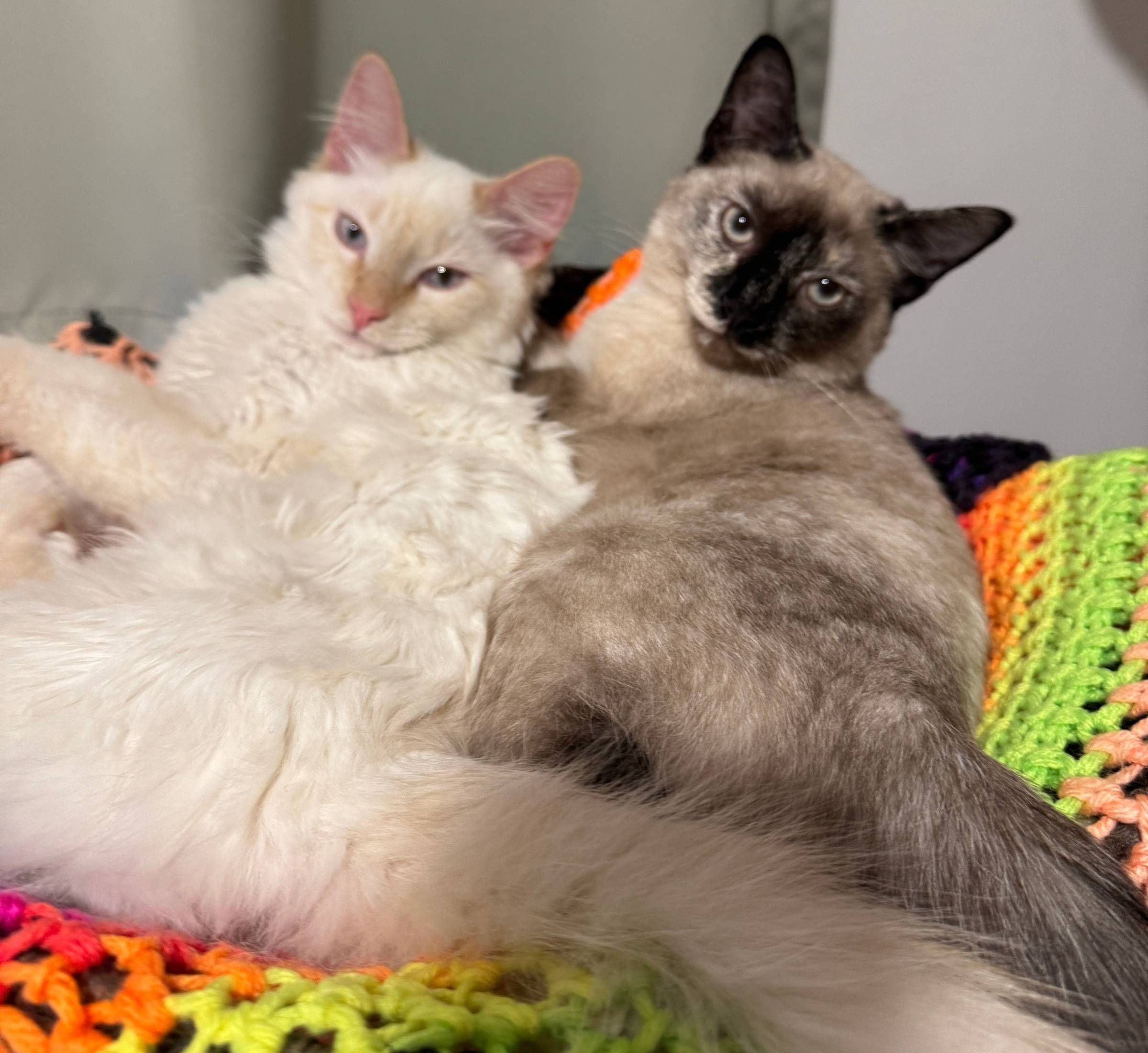 Kittens Finnegan and Minnie