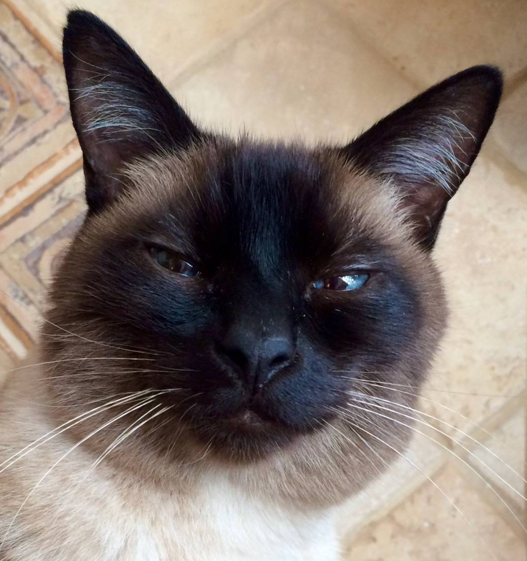 Elvis the Siamese