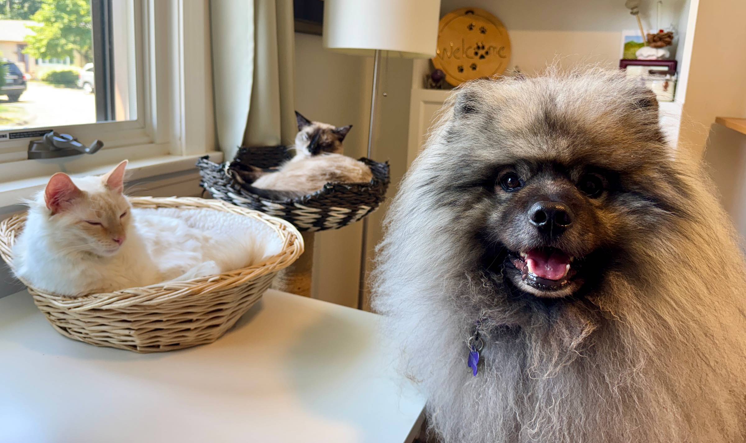 Cat's cats and dog