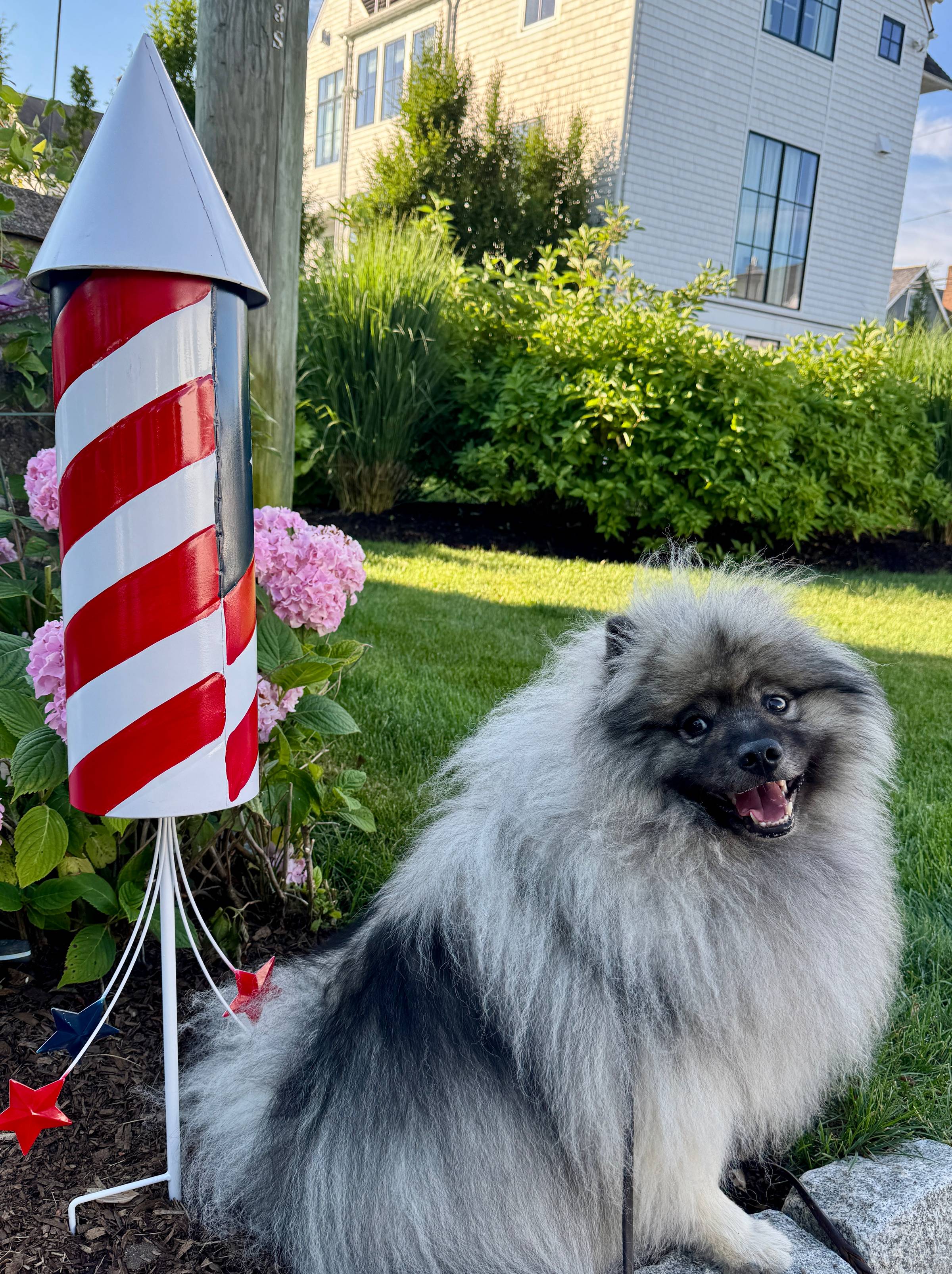 Prepare Pet for 4th of July