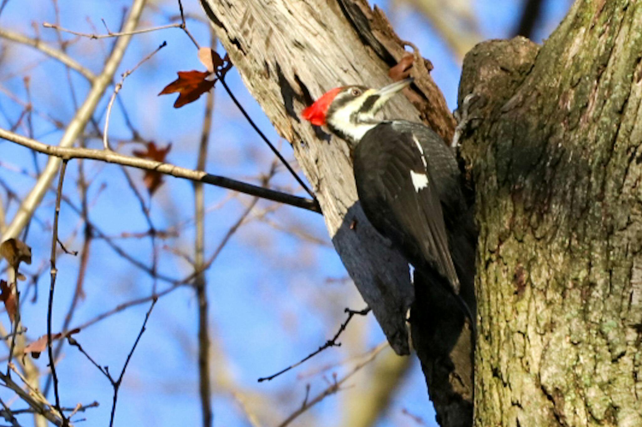 Photo of a pileated woodpecker climbing a tree