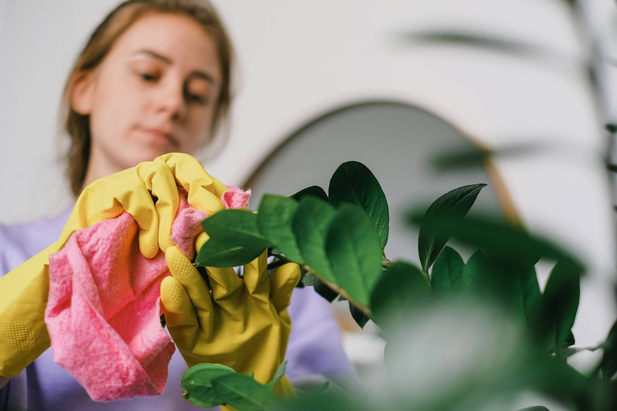 photo of a young withe woman cleaning the leaves of a plant.  she is wearing yellow rubber golves, ans is cleaning the leaves with a pink cloth.