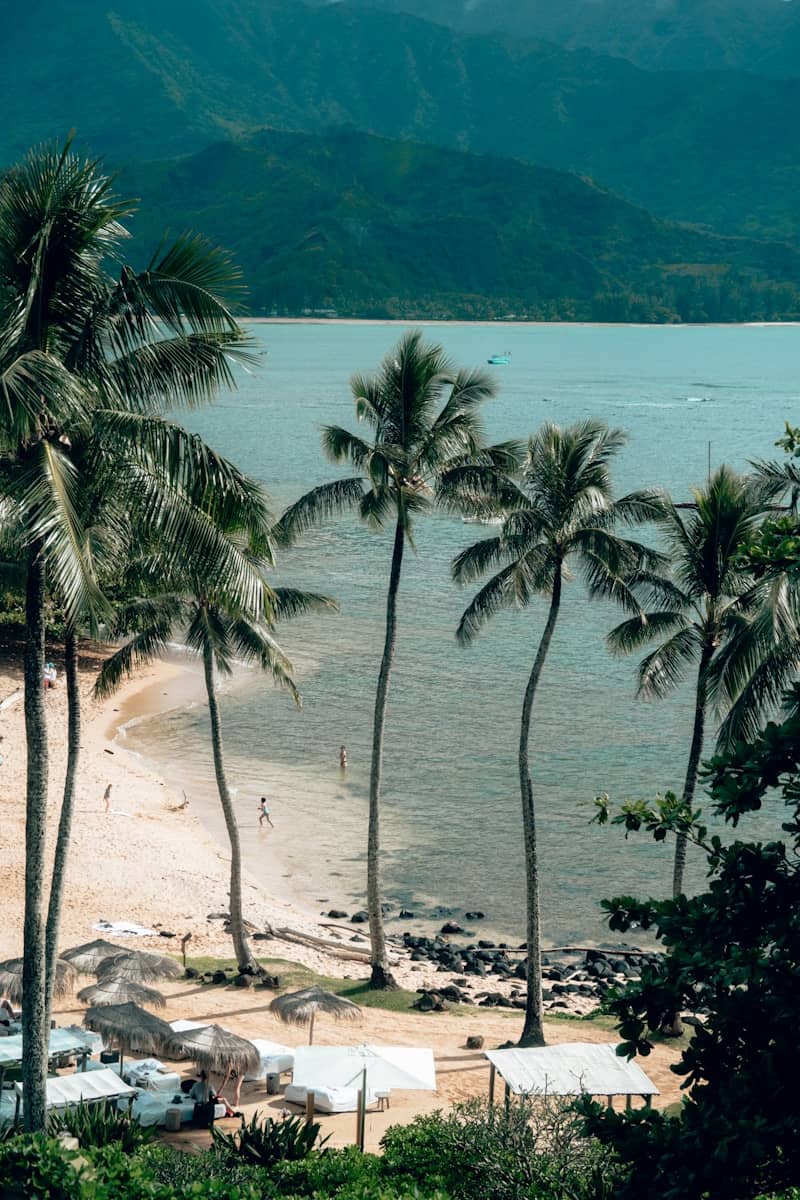 A beach with a lot of palm trees next to it