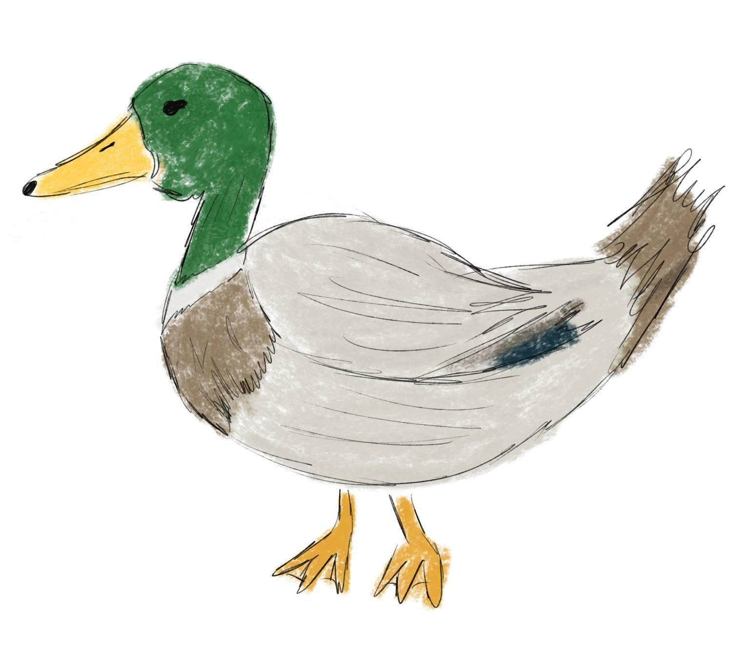 mallard duck with green head, grey body and brown tail, drawn in pastels with ink outline