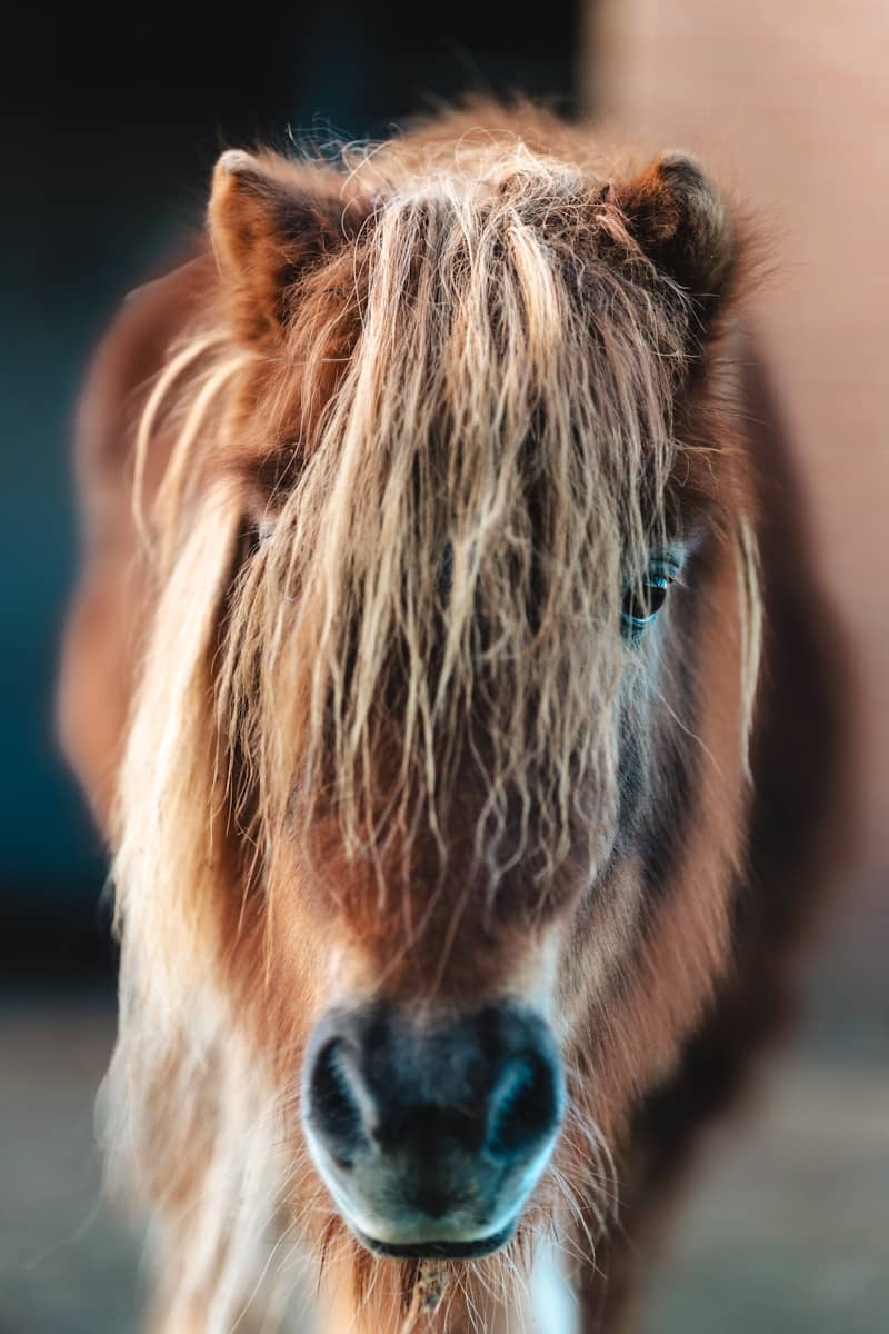 A close-up of a brown pony with long bangs.