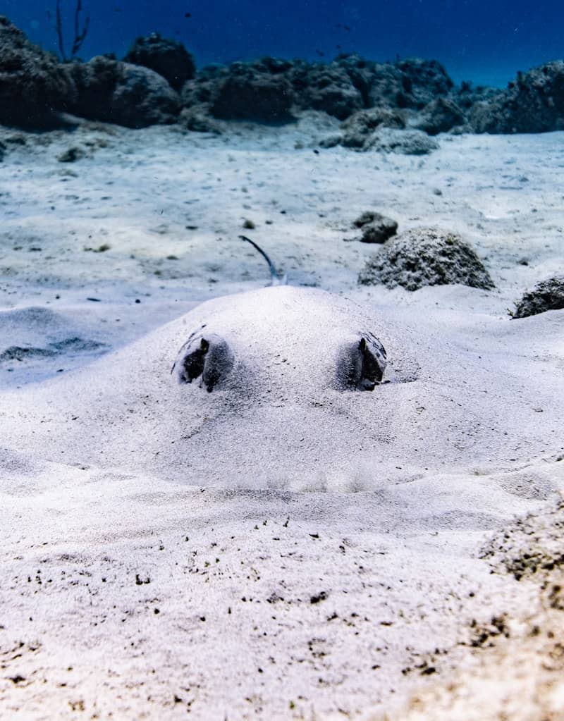 A large white animal laying on top of a sandy ocean floor