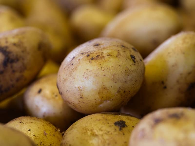 Pile of fresh, earthy potatoes with dirt specks.