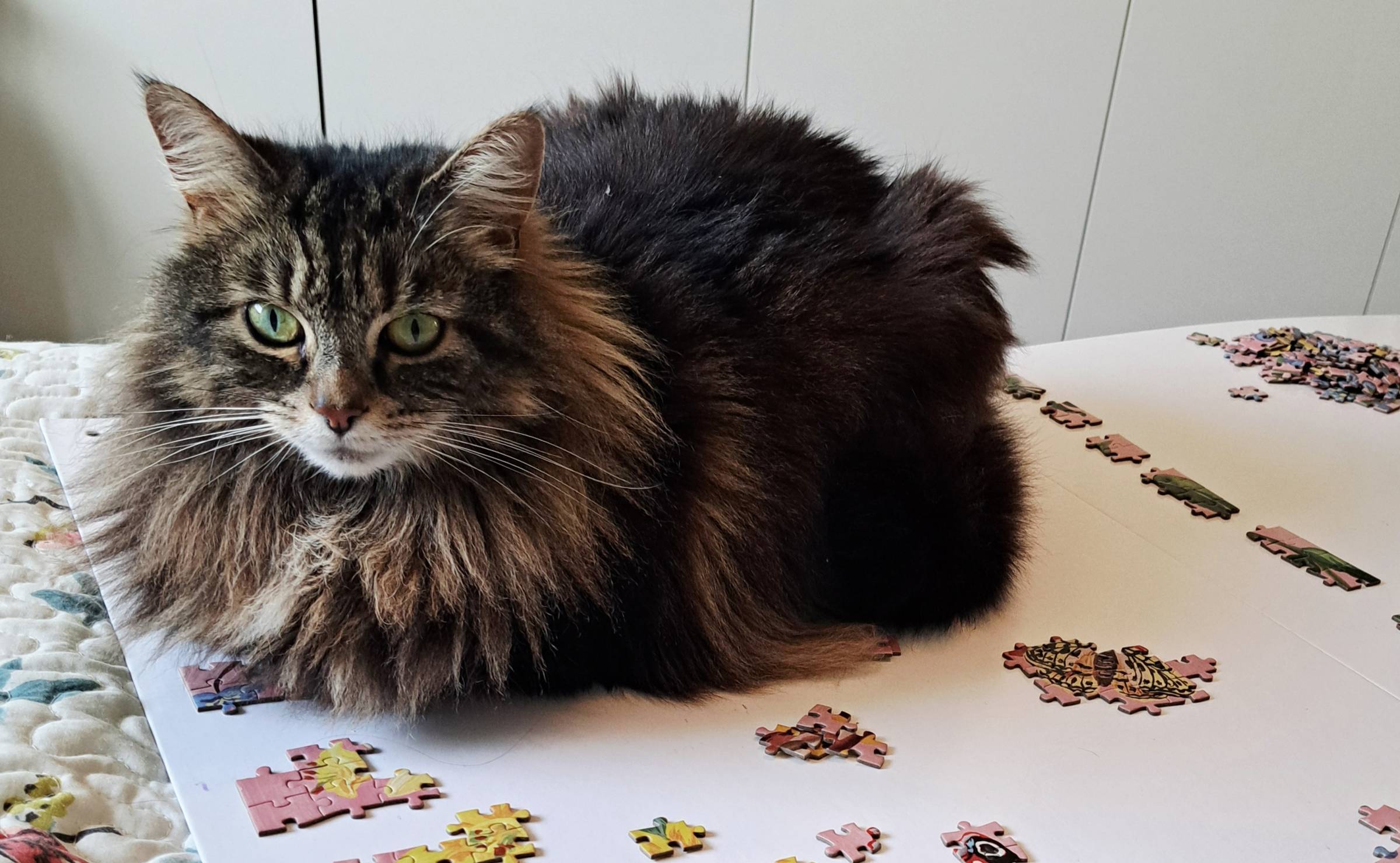 large long hair tabby cat sits on white board with jigsaw pieces scattered around