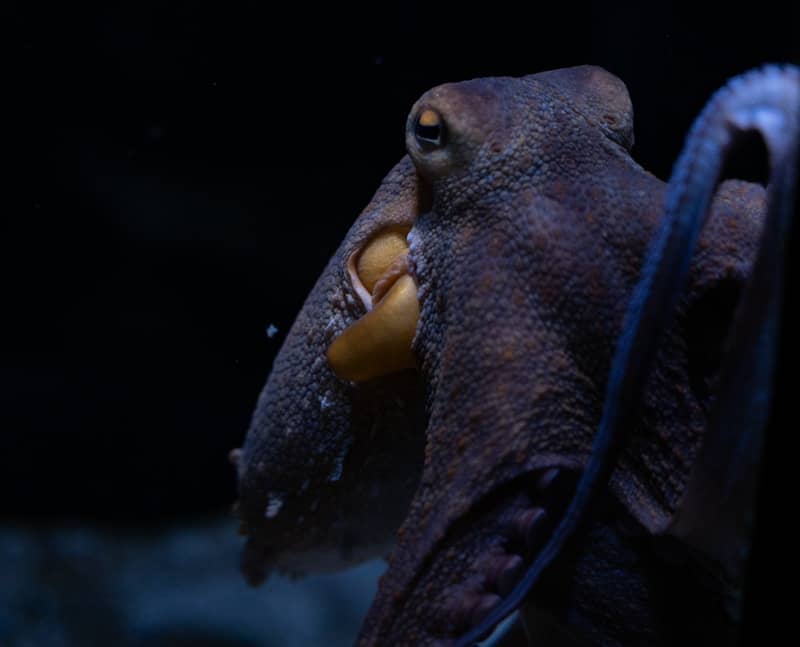 A close up of an octopus with its mouth open
