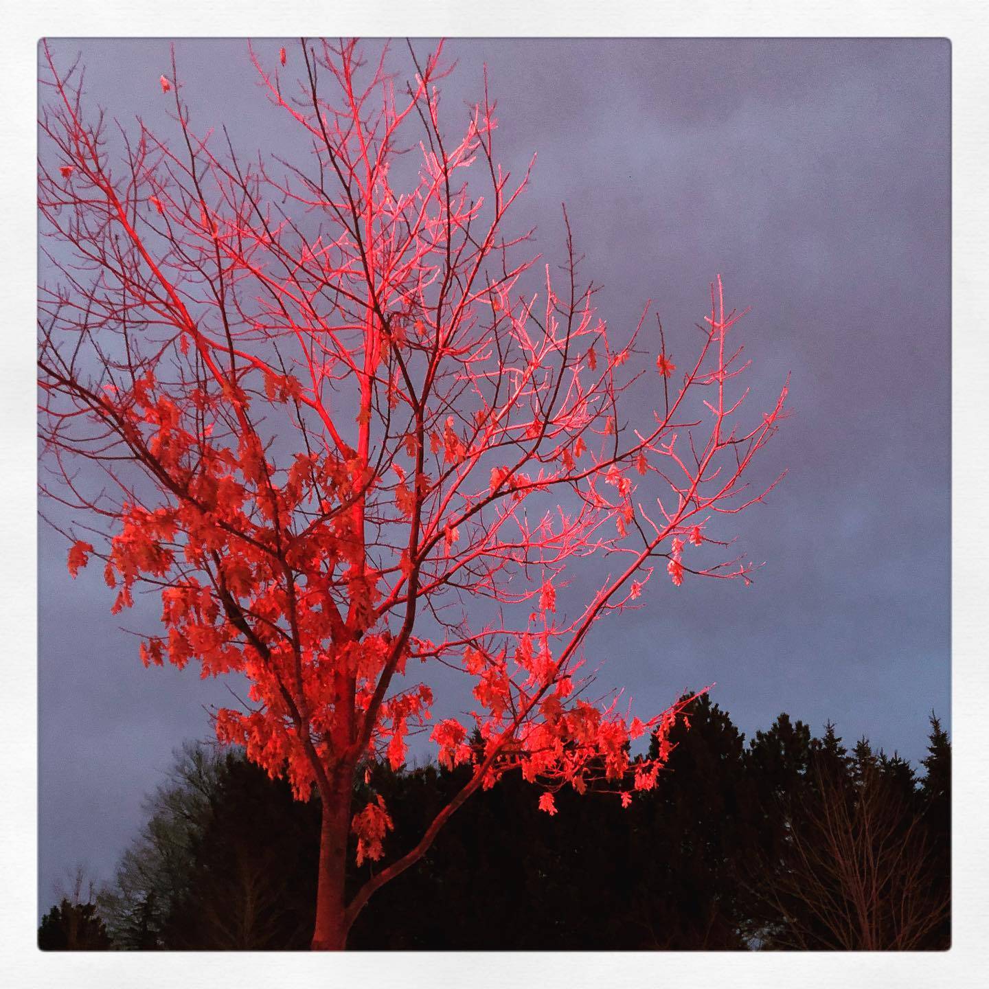 Day 19 of #the100dayproject is one of my two favourite trees in the park across from where I live. I pour myself out of the house after work and into the soothing air. Even when the wind is fierce, it feels cleansing this year.
.
.
.
.
#100Daysofvignettes #100daysofcovignettes #100dayproject #100daychallenge #the100dayproject2021 #scenesfrommyhouse #mylittleworld #throughmyeyes #taketimetosee #sabinemodder #dusk #outforawalk #creativeprocess #creativepractice #payingattention