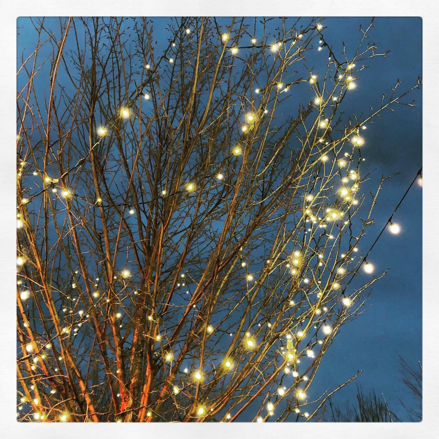 Day 18 of #the100dayproject is typical me. I was supposed to be on a nature walk, but was immediately seduced by colours and lights. To be fair, the sky was that special blue that sneaks up on you at #dusk, but only for a few minutes. 
.
.
.
.
#100Daysofvignettes #100daysofcovignettes #100dayproject #100daychallenge #the100dayproject2021 #scenesfrommyhouse #mylittleworld #throughmyeyes #taketimetosee #sabinemodder #eveningfalls