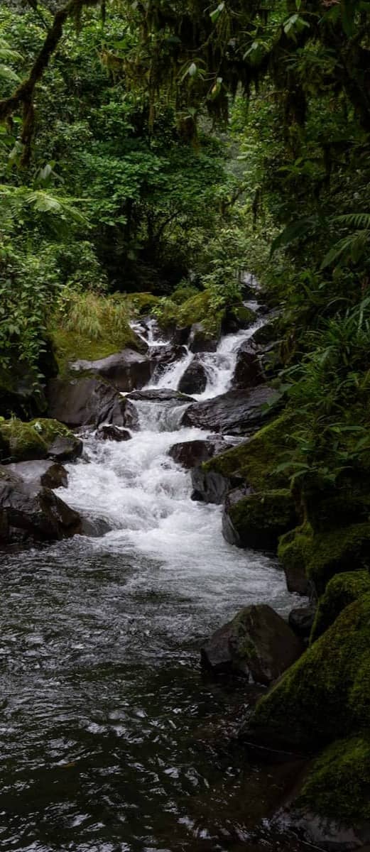 A tranquil stream flows through a lush, green rainforest.