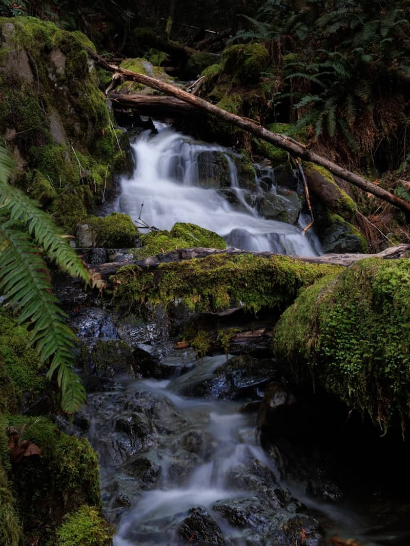 A small waterfall cascades over mossy rocks in a forest.