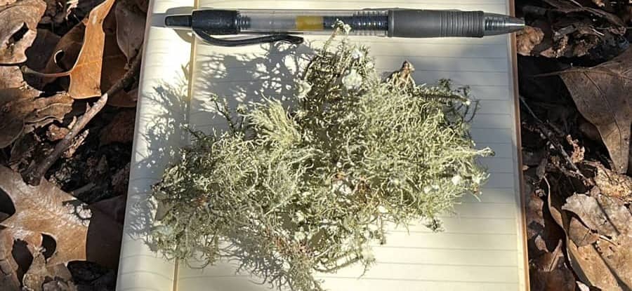 How to forage for usnea lichen