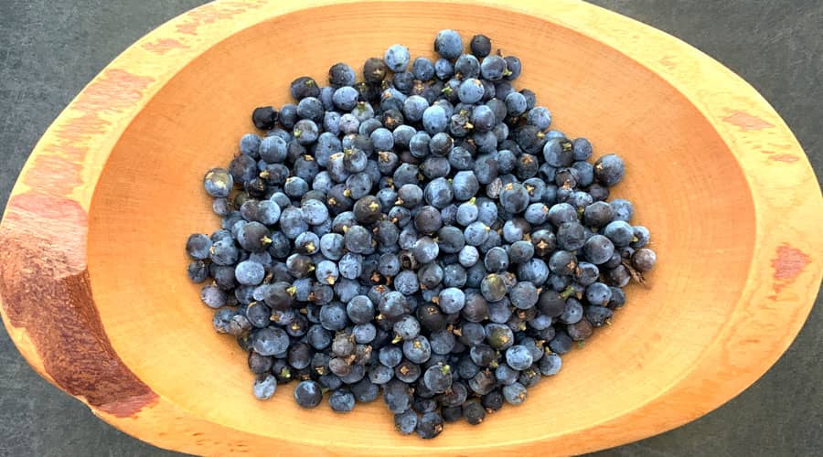 How to find and use juniper berries from Eastern red cedars 