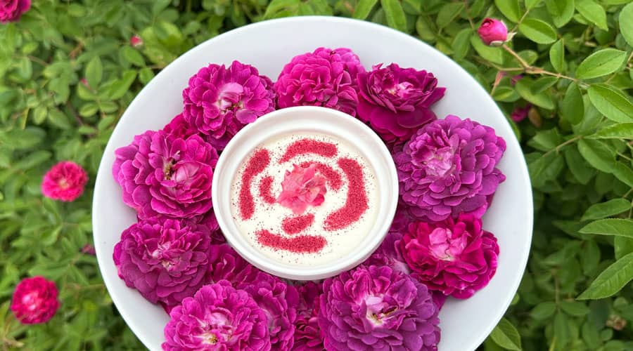 Rose panna cotta recipe