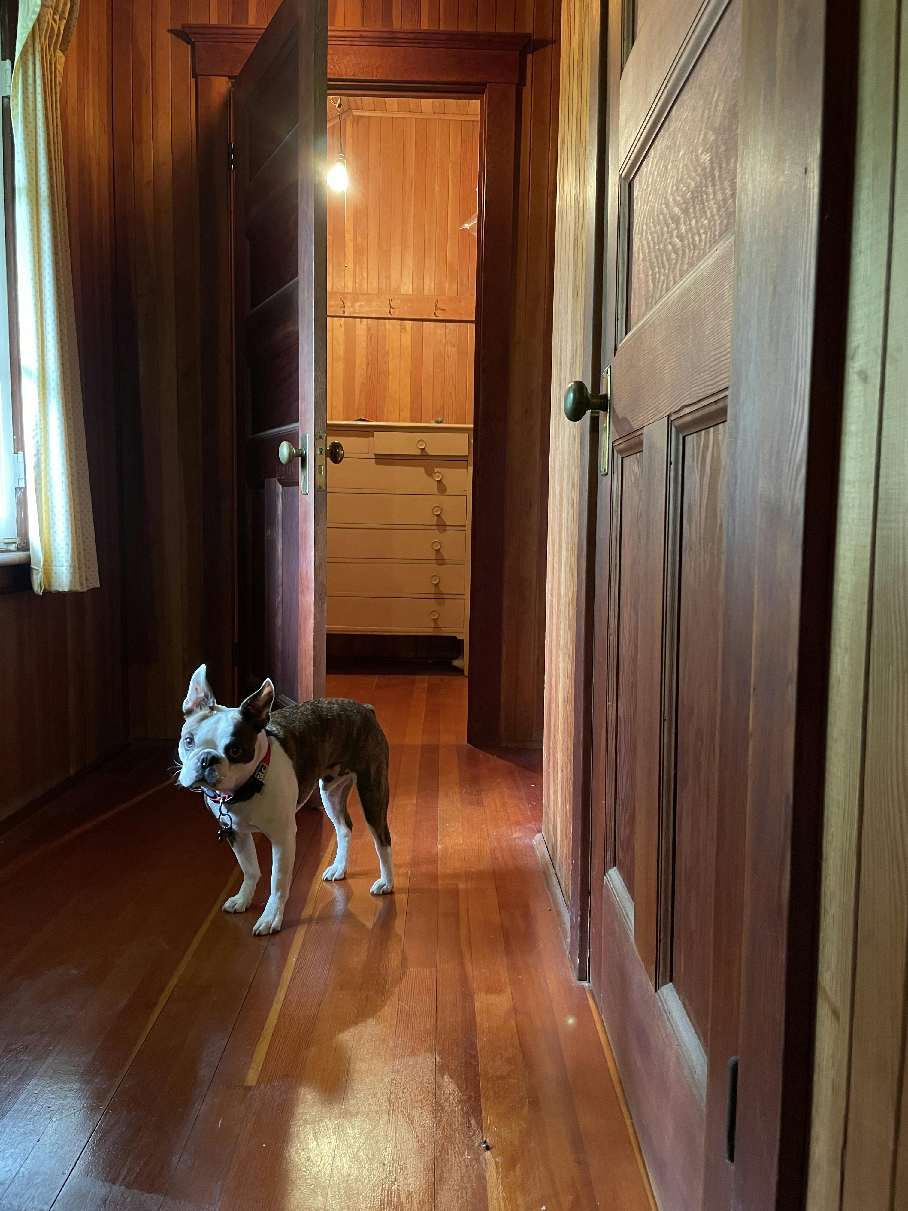 Willis the Boston Terrier beside recording closet