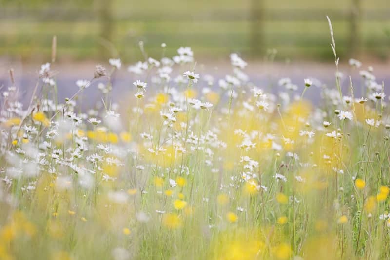 Wildflowers bloom in a sunny field.